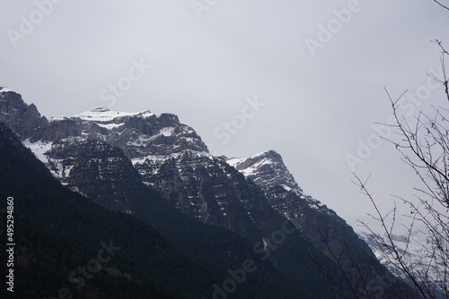 Snowy mountains with fir trees