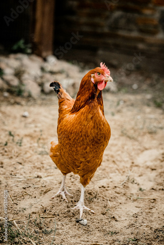 kurczak na wsi - wolny chów - hodowla naturalna kur niosek