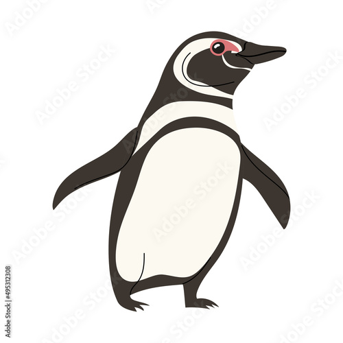 Magellan penguins vector isolated on white background. Bird character. Flat style illustration