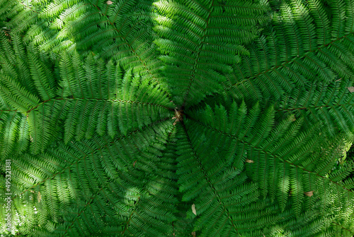 Visão perpendicular de samambaiaçu