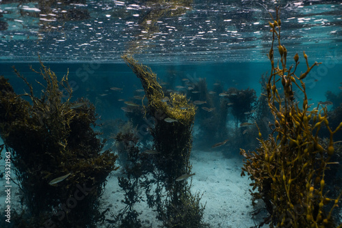 A school of baitfish swimming between the kelp in the northern Atlantic oceans