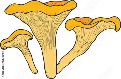 Mushroom Chanterelle Hand Drawn Line Art Illustration