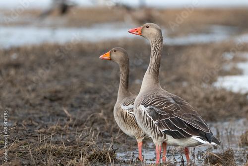 Couple of Greylag Geese