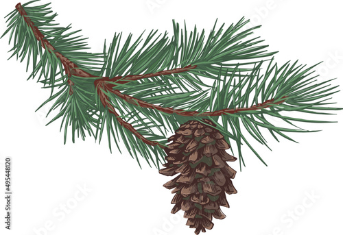 Spruce Branch with Cone Hand Drawn Illustration