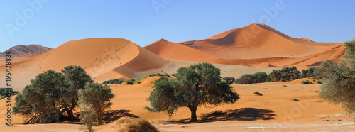 Acacia trees and dunes in the Namib desert / Dunes and camel thorn trees , Vachellia erioloba, in the Namib desert, Sossusvlei, Namibia, Africa.