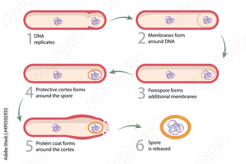 Sporulation: vegetative cells transform into endospores. Endospore is released upon disintegration of the mother cell, completing sporulation.
