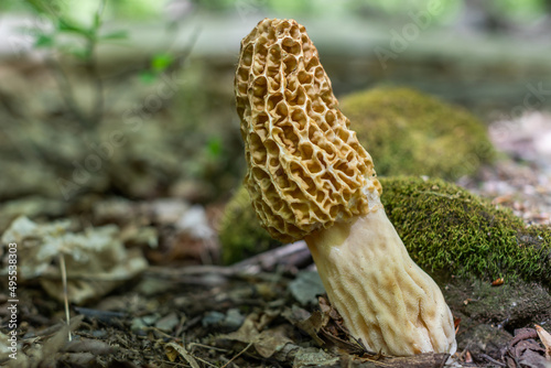 Morel mushroom from New York 