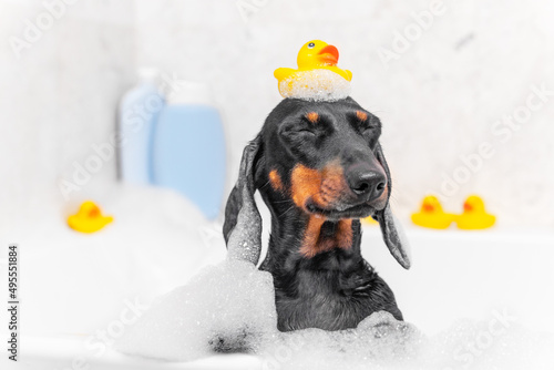 Portrait of a funny dachshund puppy with yellow rubber duck on head, who is squinting with pleasure and fooling around while sitting in a hot tub with soap foam, front view