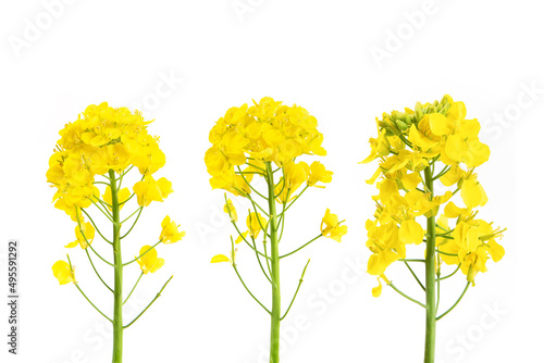 Rapeseed blossom flower isolated on white background. 