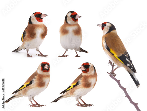 goldfinch