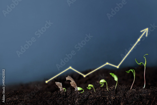 Money Plant - Financial Growth Investment - Growing Business Concept