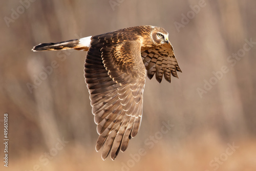 Selective focus shot of a northern harrier bird in flight