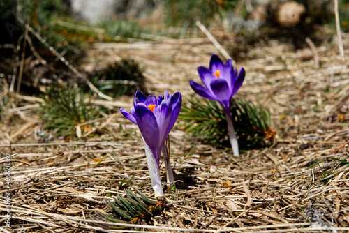 Wiosną w górach tam gdzie już nie ma śniegu pojawiają się Szafran, krokus (Crocus L.) 