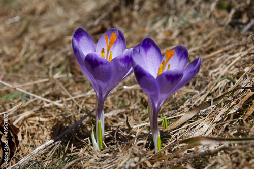 Wiosną w górach tam gdzie już nie ma śniegu pojawiają się Szafran, krokus (Crocus L.) 