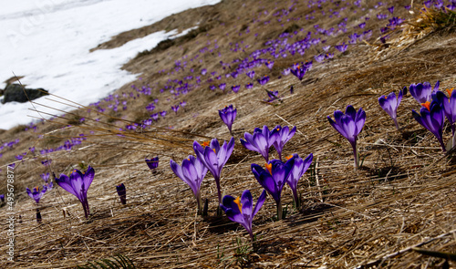 Wiosną w górach tam gdzie już nie ma śniegu pojawiają się Szafran, krokus (Crocus L.) 