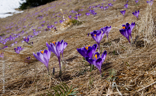 Wiosną w górach tam gdzie już nie ma śniegu pojawiają się Szafran, krokus (Crocus L.) 