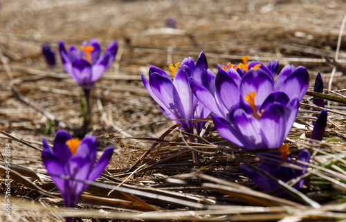 Wiosną w górach tam gdzie już nie ma śniegu pojawiają się Szafran, krokus (Crocus L.) 