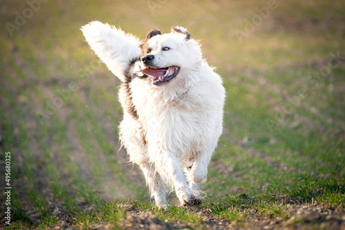 Pies rasy landseer biegnie radośnie po polanie 