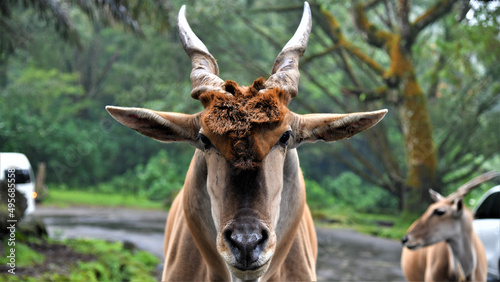 Closeup shot of a common eland head