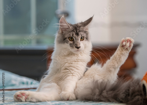 Maine Coon Cat female juvenile