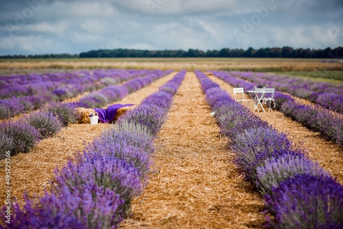 The scenery of blooming lavender field in Ukraine