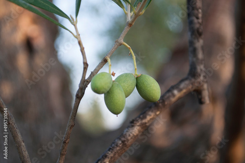 Olives. Olive Tree Detail. Corato, Puglia, Italy