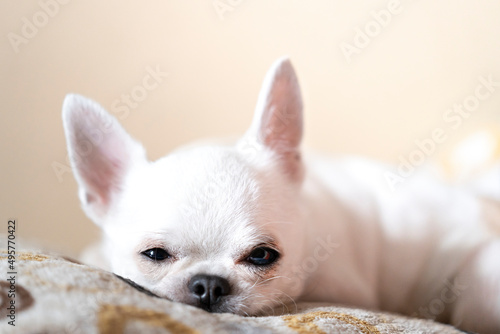 Pies rasy chichuachua leży w łóżku na poduszce
