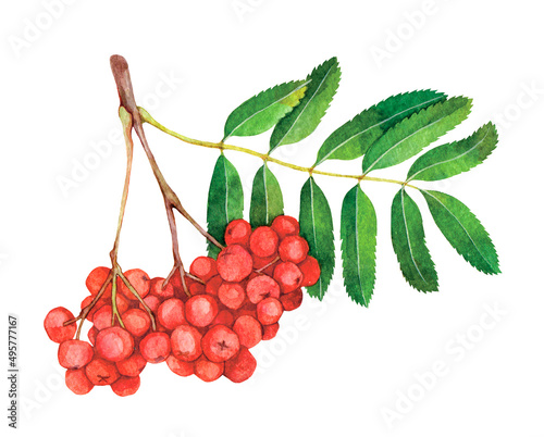 Watercolor bunch of berries Sorbus aucuparia or rowan, mountain-ash isolated on white background. Hand drawn painting plant illustration.