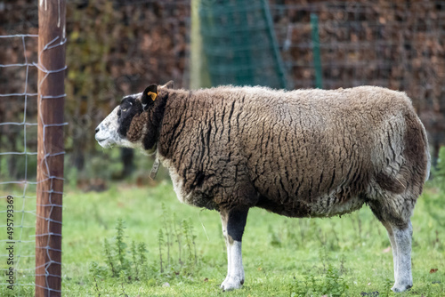 Beautiful shot of a Dark texel sheep standing in the grass during the day