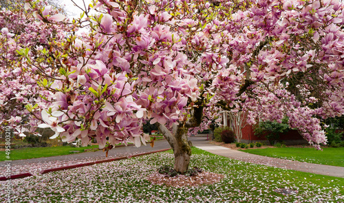 A Magnolia tulip tree in full bloom in Salem Oregon