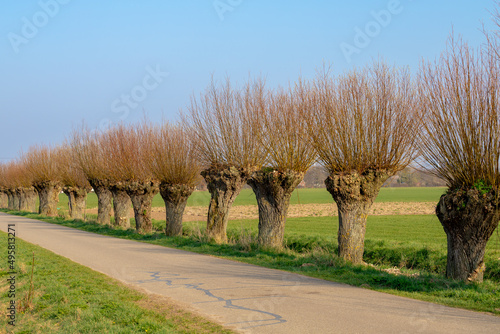 Beginning of spring landscape with a row of pollarded willow trees on the side of street with blue sky, Nature path with green grass along the way and leafless tree, Countryside of the Netherlands.
