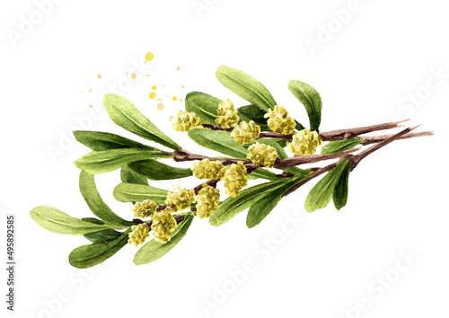 Bog myrtle branch, medicinal plant. Hand drawn watercolor illustration isolated on white background