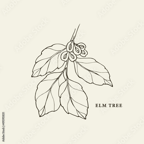 Hand drawn elm branch illustration