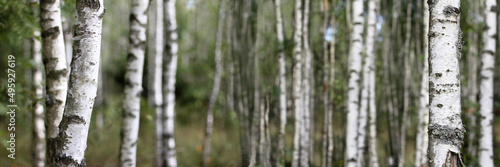 tree trunks in the foreground against the background of a blurred silhouette of a birch grove. summer forest panoramic landscape