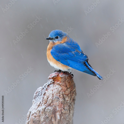 bluebird on perch in winter