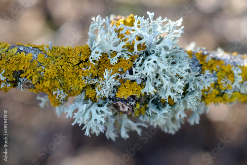 Moss lichen on a tree branch