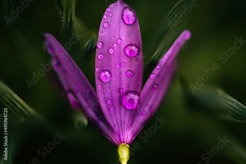 grass widow flower with dew drops