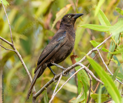 A common grackle perched in a willow tree 