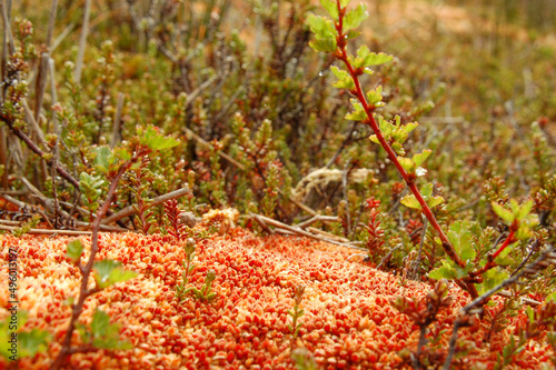 Ushuaia peat