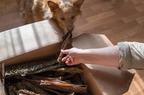 A female hand treats her pet with dried treats. A female of mixed breed.