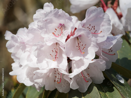 Rhododendron Hybr. 'Jacksonii'