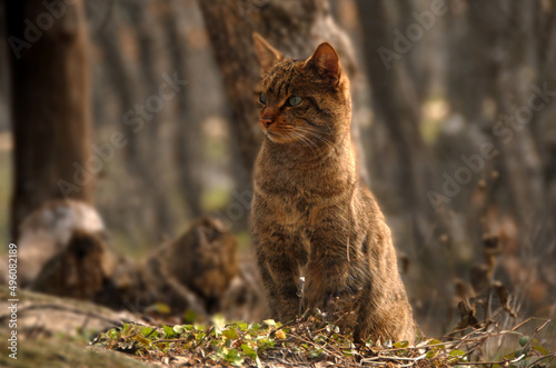 gato montes en el bosque de encinas