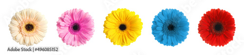 Set with different beautiful gerbera flowers on white background. Banner design