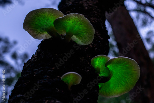 bioluminescent Ghost mushroom (Omphalotus nidiformis) Thirlmere lakes National park, NSW , Australia.