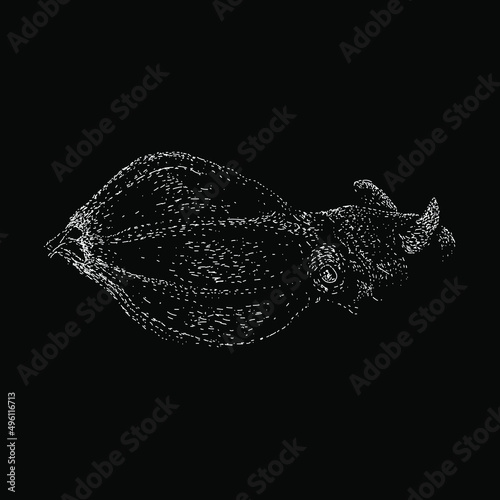 vampire squid illustration isolated on black background