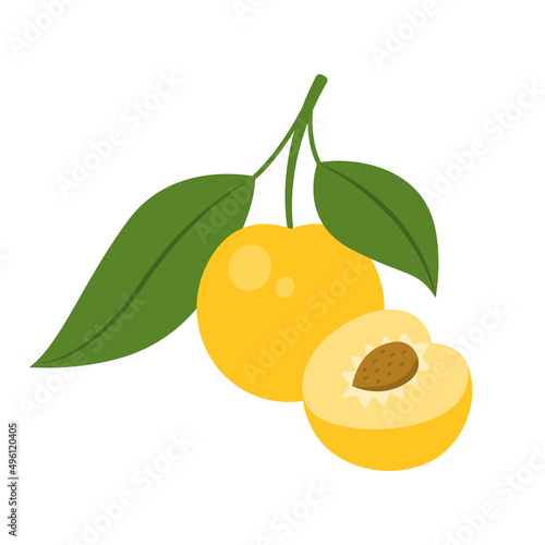 Yellow cherry plum whole fruit and half sliced isolated on white background. Prunus cerasifera, myrobalan or mirabelle plum icon for package design. Vector illustration of exotic fruits in flat style.