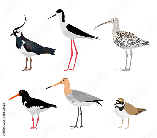 Set of wading birds isolated on white background. Vector illustration