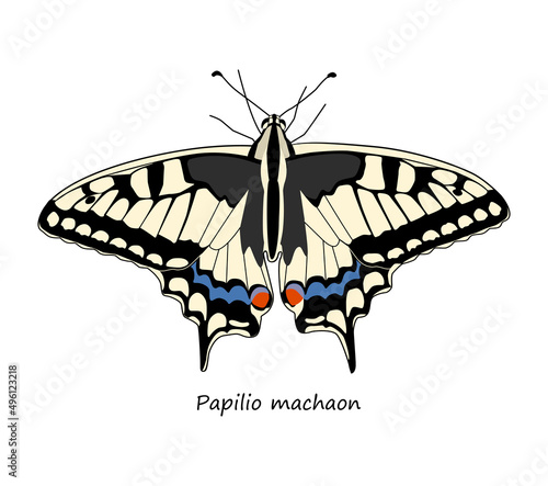 Papilio machaon isolated on white background. Vector illustration.