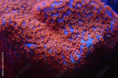 Open polyps on Montipora SPS coral