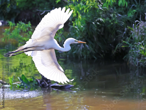 Great White Heron Egret Bird Florida Flying or Sitting in or over water.